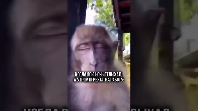 Понедельник - день тяжелый Утро понедельника Полевые работы сельское хозяйство Чеснок АгроИнвестРФ