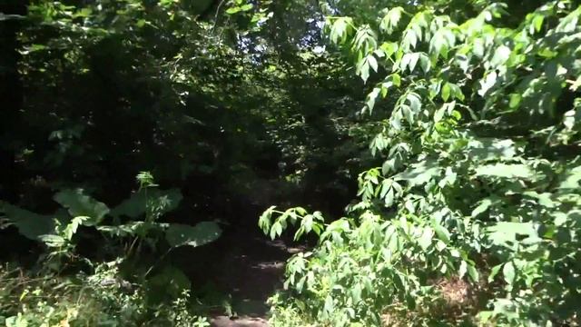 18.06.2016 год. Ботанический сад ЮФУ. Гибель Коллекции дуба и ясеня, Нижнего парка.