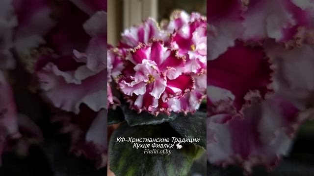 🐇💥КФ-Христианские Традиции с цветами тарелочками с бронзовый каемочкой и радиальными вишневыми