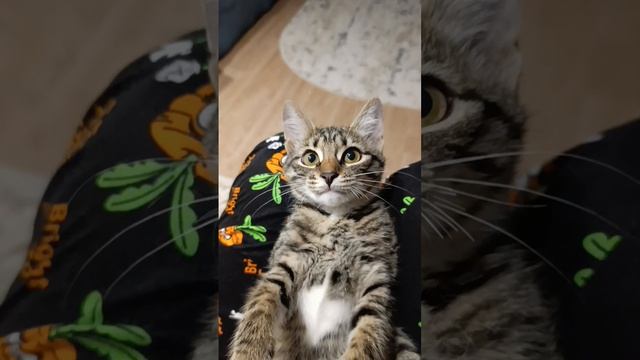 Шизанутая кошечка....ее нервные клетки шатаются