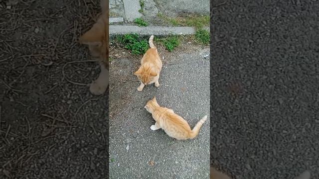 кто умнее люди или кошки 🐈!?