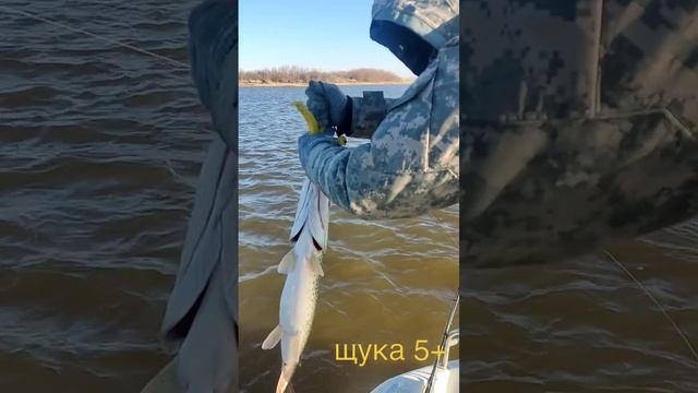 щука 5+