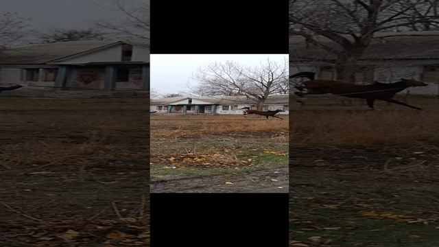1001248323.mp4
