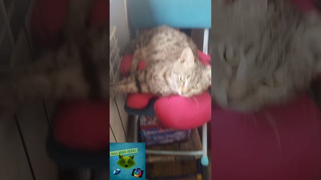 как кошка греет ЛАПКИ