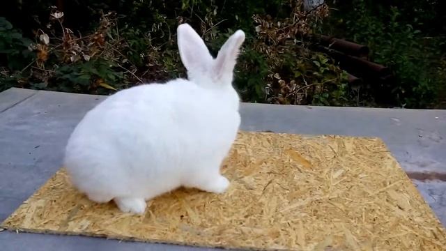 Самец ремонтный вовсе не самец а самка/ что такое не везёт и как с этим бороться.