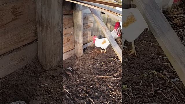 Петух ждёт пока курица снесёт яйцо)