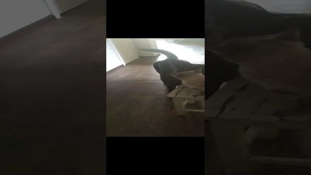 VID_20241108_145215[1]
