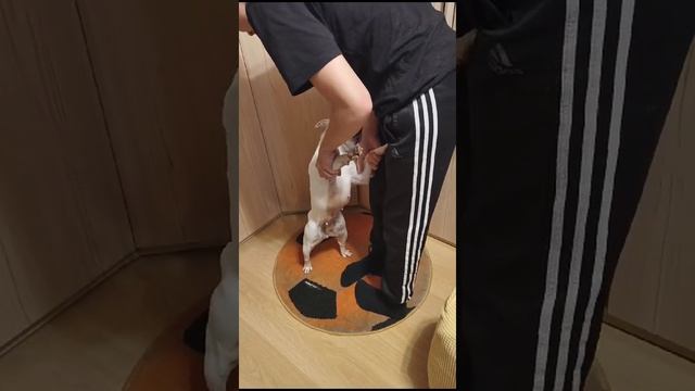 Видео WhatsApp 2024-11-10 в 17.55.20_e3cdc829