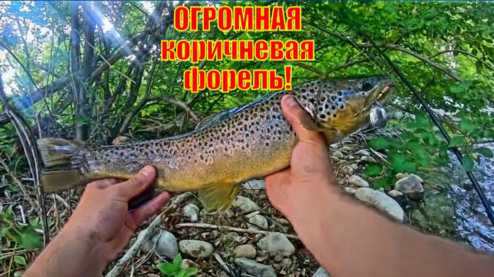 ОГРОМНАЯ коричневая форель в кристально чистом ручье!