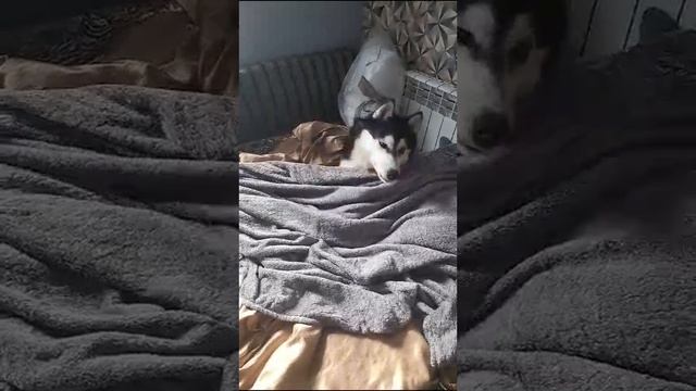 Как правильно будить хаски