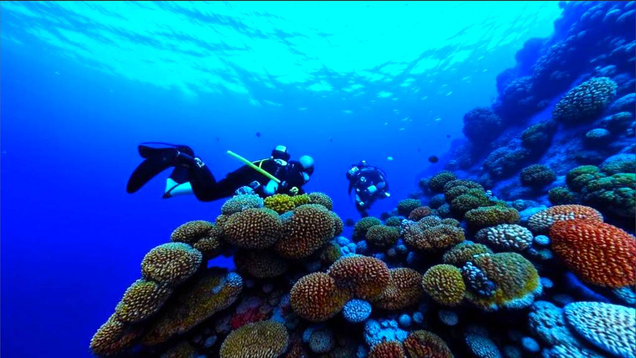 Подводное плавание в заливе Хилтон Шаркс, Красное море, Египет