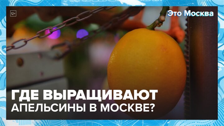 Где выращивают апельсины в Москве?|Это Москва — Москва 24|Контент