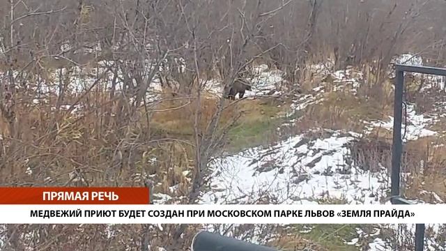 МЕДВЕЖИЙ ПРИЮТ БУДЕТ СОЗДАН ПРИ МОСКОВСКОМ ПАРКЕ ЛЬВОВ «ЗЕМЛЯ ПРАЙДА» • БЕЗ КОММЕНТАРИЕВ