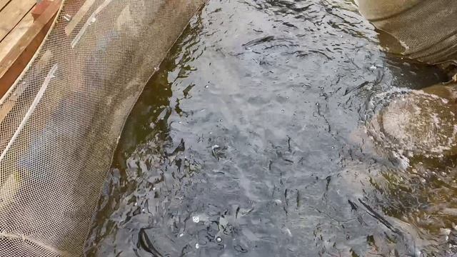1000032141.mp4