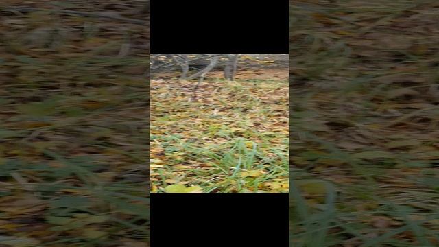 Приехали за грибами🍄