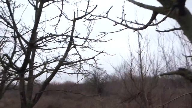 28.02.2016 год. Ботанический сад ЮФУ. Коллекция плодовых, орехоплодных и технических культур.