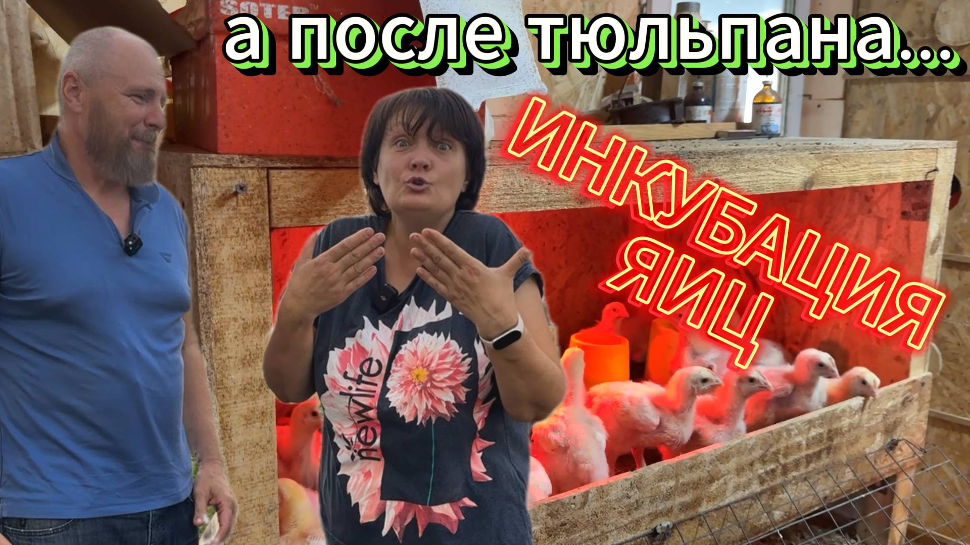 После тюльпана - инкубация яиц.