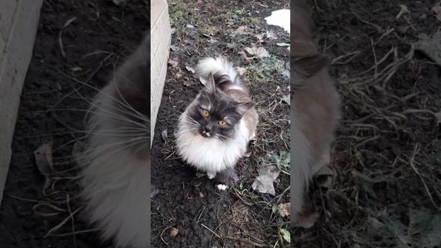 video_2024-11-05_10-58-52