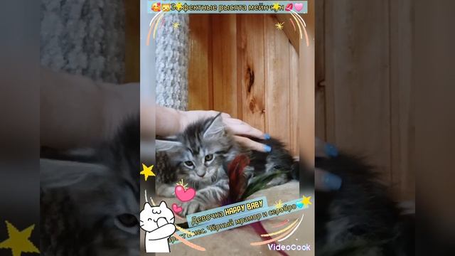 🔥🐱Эффектные рысята мейн-кун💋🩷 Окрас серебро и чёрный мрамор.  Возраст 2 мес.