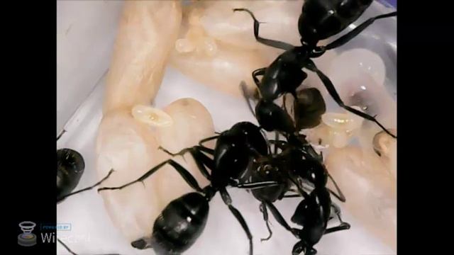 Появление на свет нового муравья Camponotus онлайн! / Online stream newborn Camponotus worker ant!!