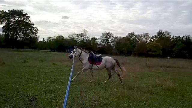 Работа жеребца на корде без железа от онлайн ученика Horse Familу из Краснодара
