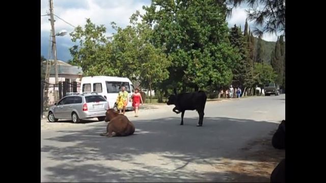 прикольные видео про коров.avi