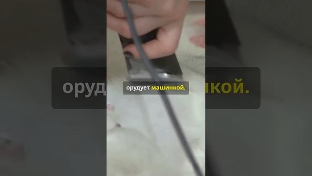 Кошачий маньяк #новости