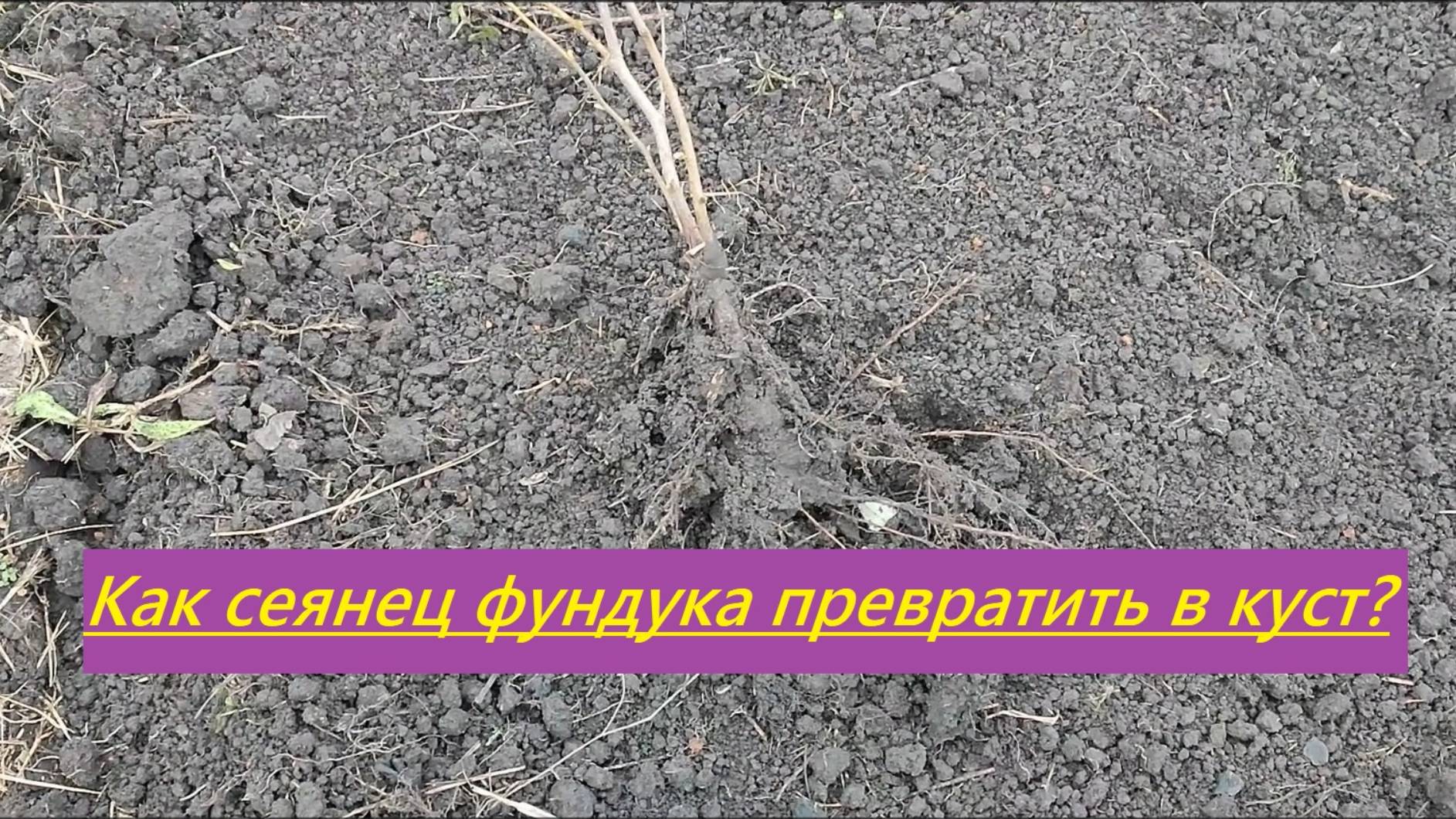 Как сеянец фундука превратить в куст?