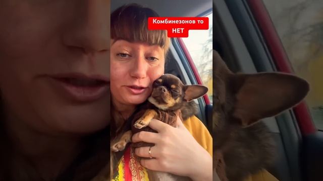 Озон не отдаёт нам конбензон #cat #чихуахуа #еда #собака #собакаулыбака #дача #юмор #прикол # топ