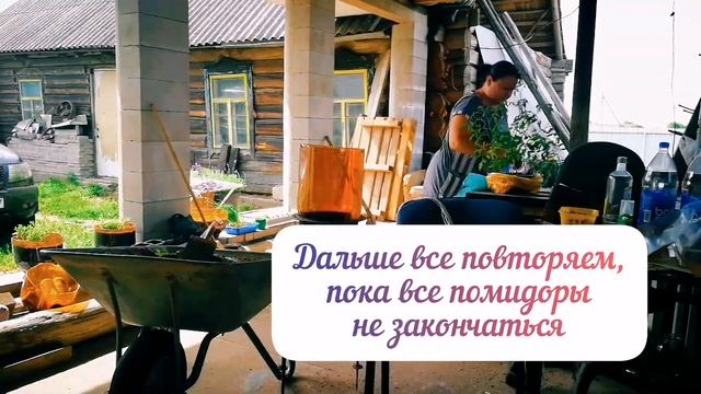 Пересадка помидоров новым способом. Эксперимент этого года.