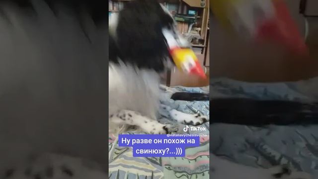 На свинюху похож?...)))