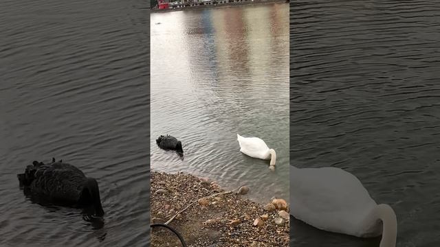 Разноцветные лебеди🦢
