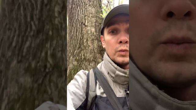 Вековой дуб в Орехово-Зуево