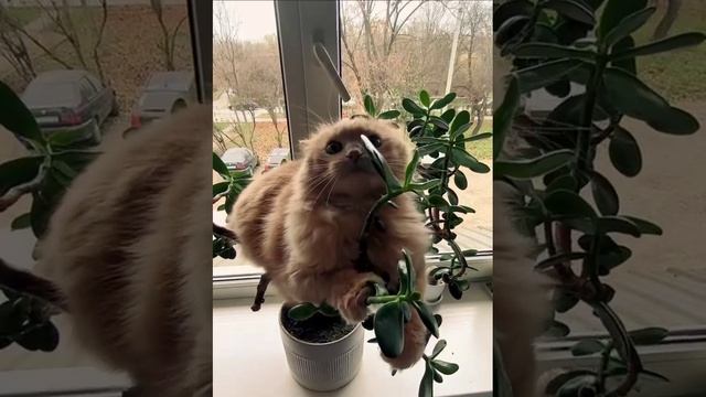 Редкие кадры цветения денежного дерева)))