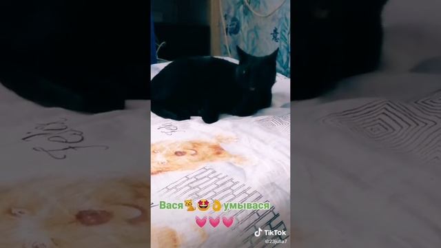 АСМР от Василиски🫶😺