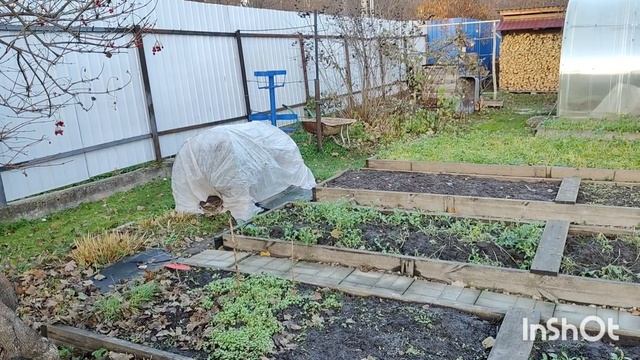 Укрытие роз и рододендронов