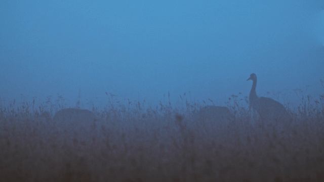 Шестаково. Природа и животный мир