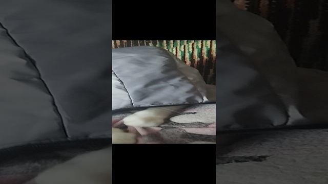 котик)