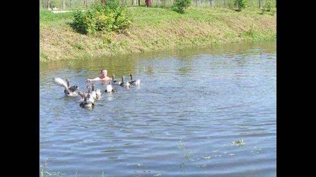 Великий Устюг. Усадьба Арлазорова. Купание гусей в пруду.