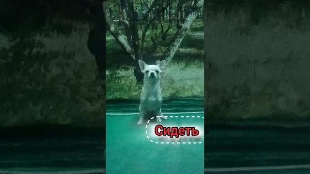 команды Дары и Эльды (ещё видео можно посмотреть на Ютуб канале Даркины будни).
