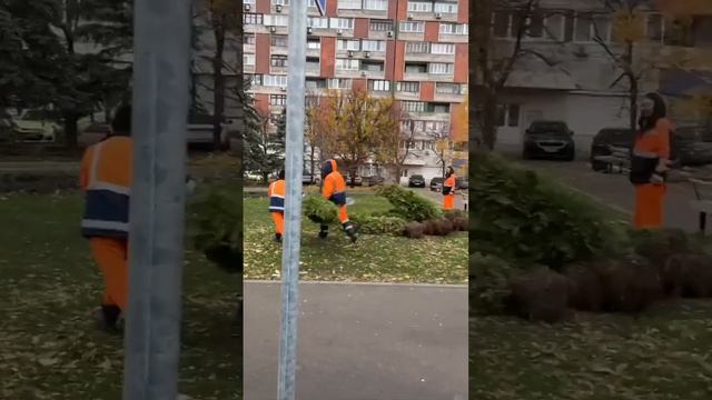 На пр.Ильича сегодня в Донецке высаживали туи 🌲