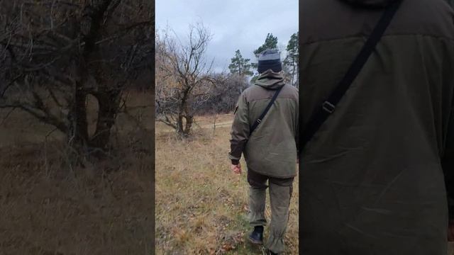 Приехали по грибы, идем в лес
