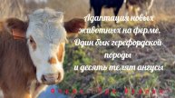 Новые животные ,адаптация на ферме