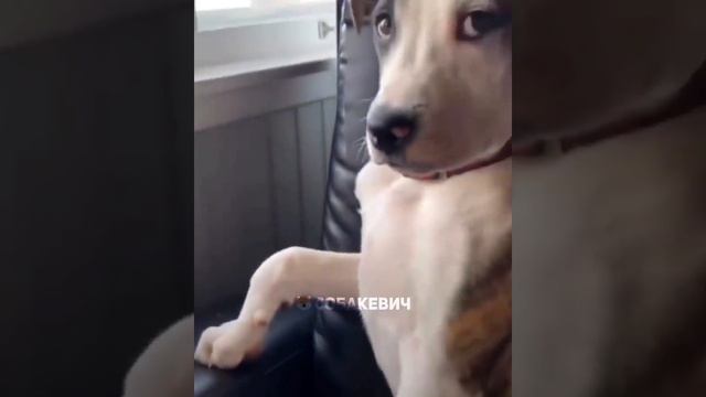 Собакевич 1.1 ТГ (2)