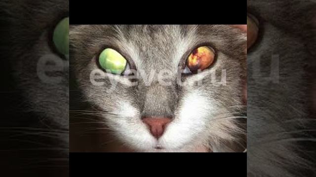 Топ 5 котов