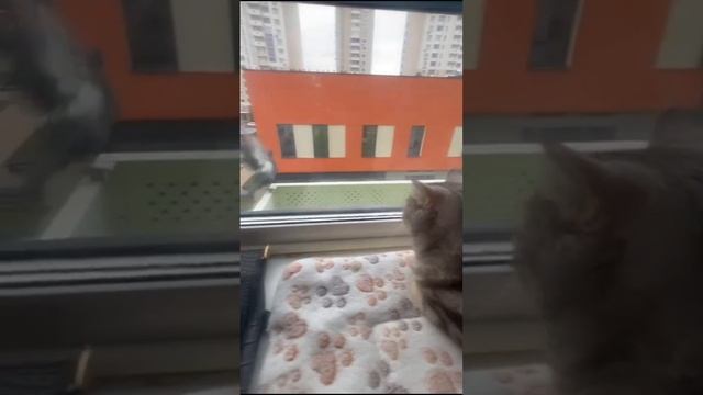 Иви нервничает при виде голубей 🐦
