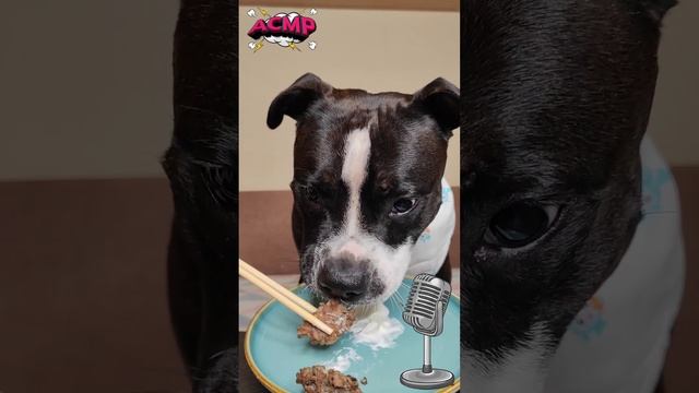 АСМР Котлеты из рубца 👂 #асмр #мукбанг #стаффбуль #еда #говядина #рубец #сметана #животные #собака
