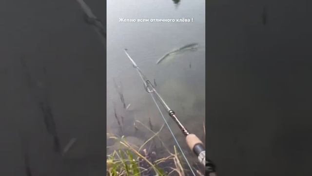 Ни хвоста,ни чешуи на рыбалке