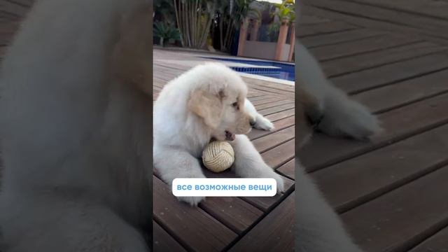 Каких проблем стоит ожидать с появлением щенка в доме?🐶 Полное видео на канале!