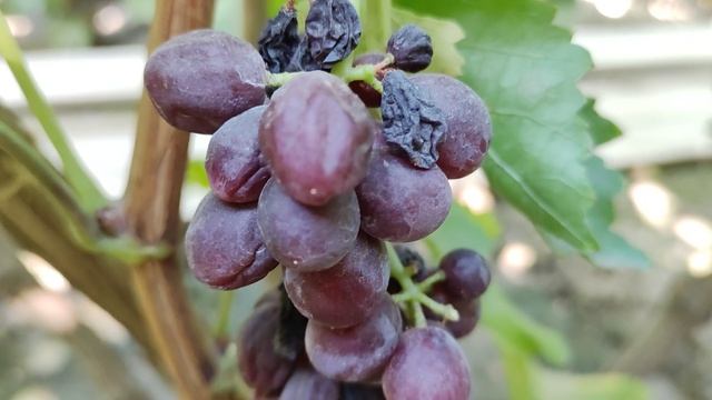 КИШМИШИ АМЕРИКАНСКОЙ СЕЛЕКЦИИ🍇🍇🍇.mp4 WhatsApp и Viber +79528500417. ТЕЛ. +79054033245.